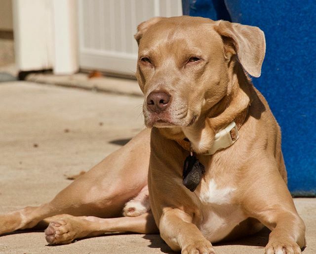 MainStreetDogs's tweet photo. Sun god .
.
.

#dog #dallasdogs #dogsofinstagram #doglover #pet #dogs #petsofinstagram #pets #rescuedog #animal #animals #nikonphotography #photography #instagram #thedogsonmainstreethowl #pitbull #pitbulls https://t.co/qpOPhGekKs https://t.co/FNxy29alMK