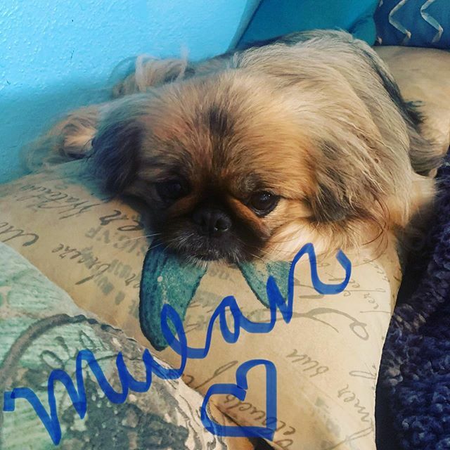 dawningdolphins's tweet photo. Love when Mom is home! 💙#Mulan #petsofinstagram #pekingese #pets #pekes #pekingeseofinstagram #dogs #pekestagram #pekesrule #pekingeselove #ilovemypekingese https://t.co/63RvapmGaR https://t.co/DS01yYmQ17