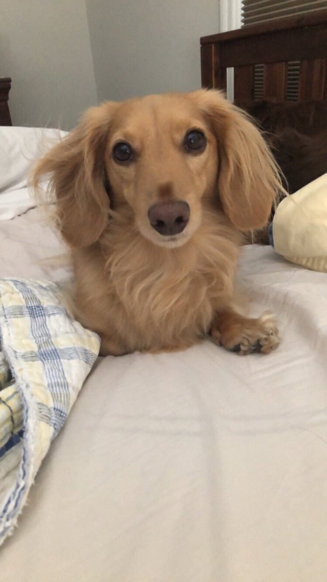 dexthedach's tweet photo. But I guess he’s pretty cool too https://t.co/ienxUDiGsj