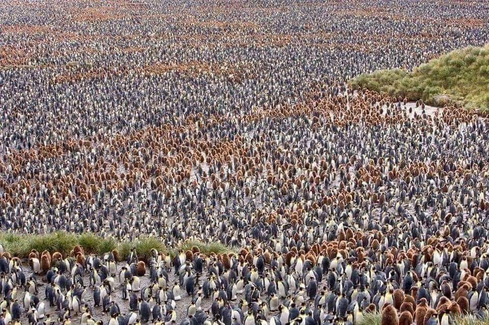 Riddikkulus's tweet photo. So many .... 
#Azadi_March_Updates https://t.co/DsInpgBsKx