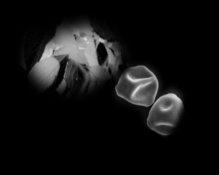 sneezeproject1's tweet photo. An iconic moment. Receiving funding for my art-science project from @ace_national giving me a platform to raise awareness for hay fever suffers.  The imagery introduces  sufferers to their alien-like pollen enemies from microscopic perspectives #fineart #NationalLottery25 https://t.co/rSHhdRQH8g