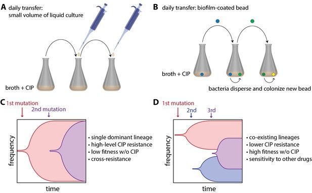 eLife's tweet photo. Whether bacteria grow floating in liquid or attached to a surface affects their ability to evolve antimicrobial resistance and our ability to treat infections https://t.co/hnF4m65XGy https://t.co/x5uHMN9p4e