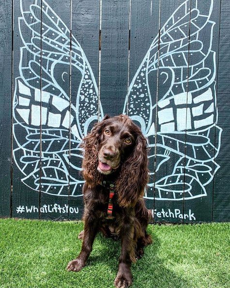 LBDTradingCo's tweet photo. Boykerfly? Boykiterfly? Boykinutterfly? Boykterfly? Boykirfly? Botterfly? How should we name this "species"? Submit your ideas until 11:59PM today to get a chance to win one of our new LBD Croakies!

📷: @addie_theboykin

#doglovers
#boykinsofinstagram
#boykinspaniel https://t.co/0JujNVQWxQ