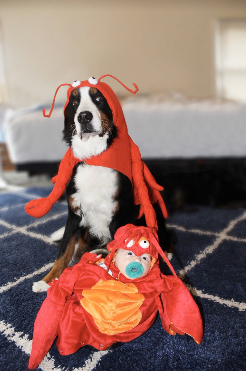 You’re my lobster 🦞 <a href="/owletbabycare/">Owlet</a> #owloween19 #lobster #costume #halloween2019 #halloweencostume #dog #firsthalloween #newborn <a href="/TheEllenShow/">The Ellen Show</a> <a href="/9GAG/">9GAG ❤️ Memeland</a> <a href="/parentsmagazine/">Parents Magazine</a> <a href="/thebump/">The Bump</a> <a href="/WhatToExpect/">What To Expect</a>
