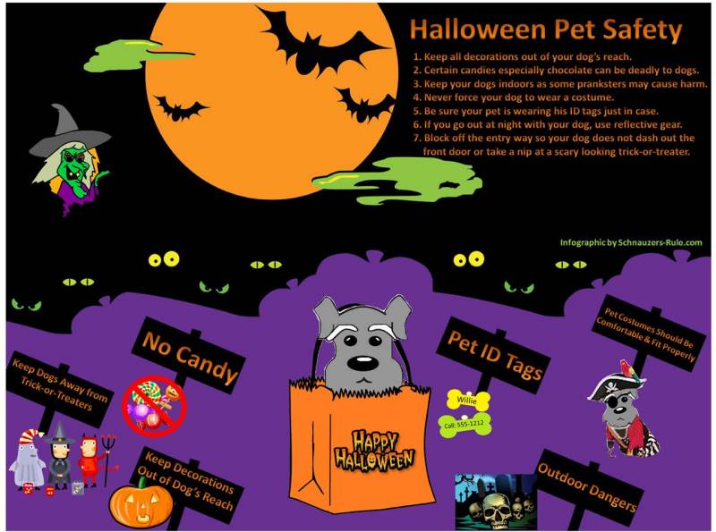 Don't forget to keep your pets safe this Halloween!