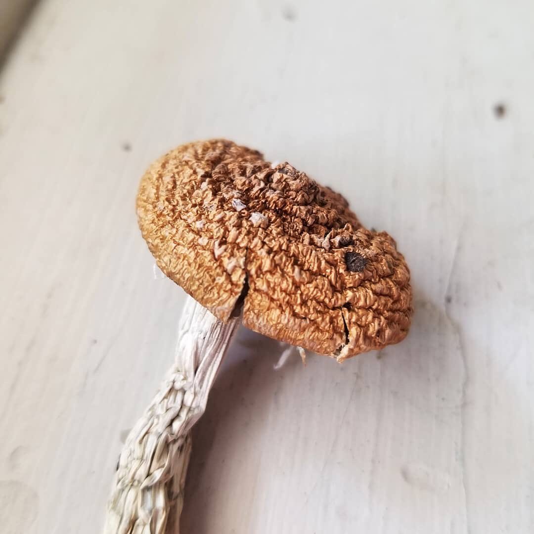 tripzworld's tweet photo. Halloween shrooms
Magic mushrooms 🍄  🎃 https://t.co/9yTBnz1GaD