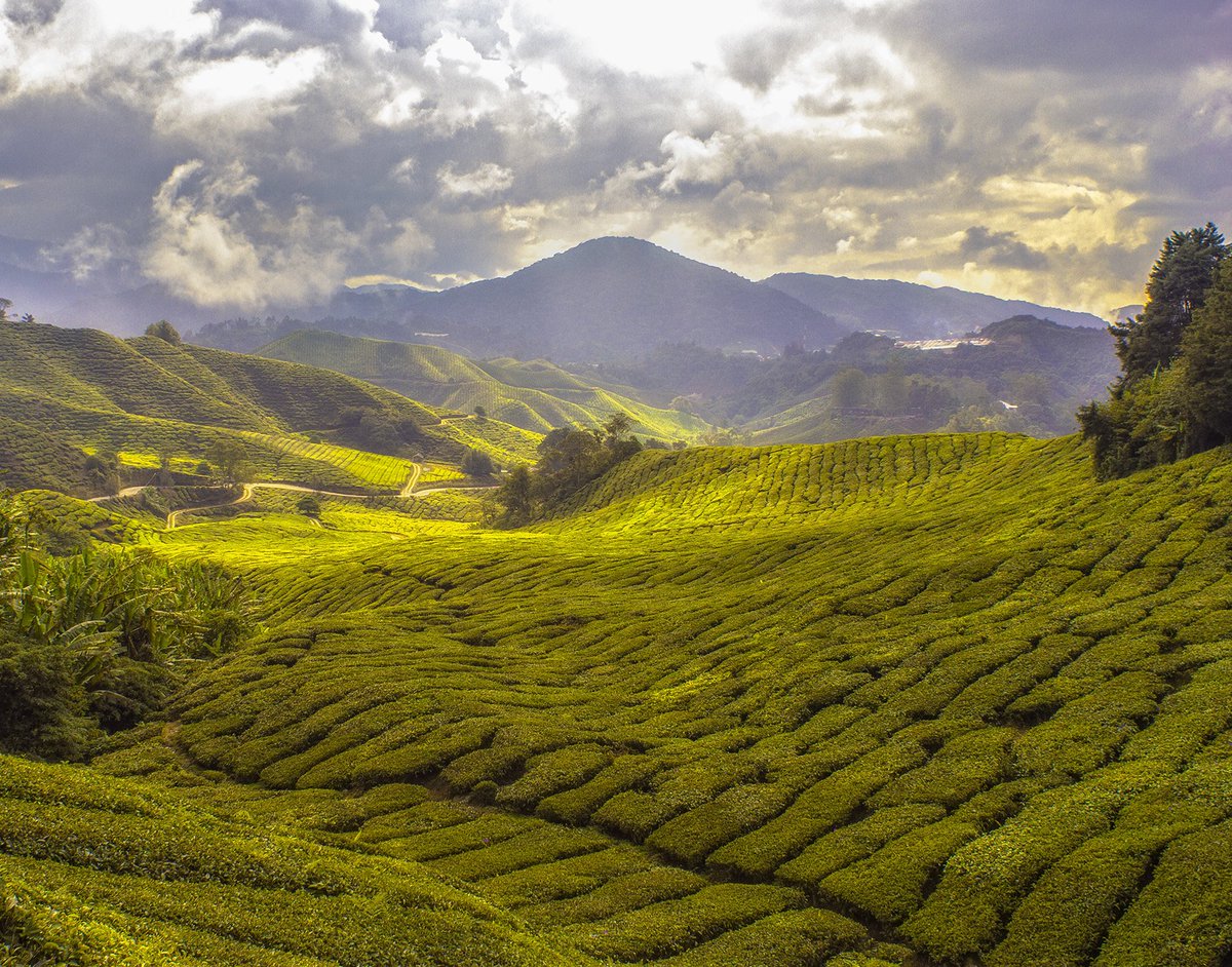 TeaSquared1's tweet photo. Did you know, Orange Pekoe tea has nothing to do with oranges. It is a term used to grade black teas. The highest grade of black teas are called "Finest Tippy Golden Flowery Orange Pekoe". #tea #teafacts #orangepekoe #teasquared #themoreyouknow https://t.co/CzkKuTjrqJ