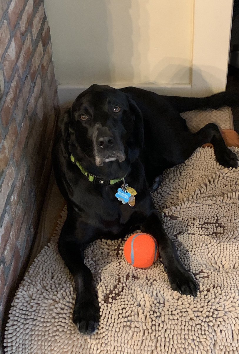 ShadowLakeDog's tweet photo. Morning! It started out as a wet #woofwoofwednesday but there are signs of sun so, just in case, me and ball are ready... #letsplayfetch #dogcelebration https://t.co/MuarkoAHmr