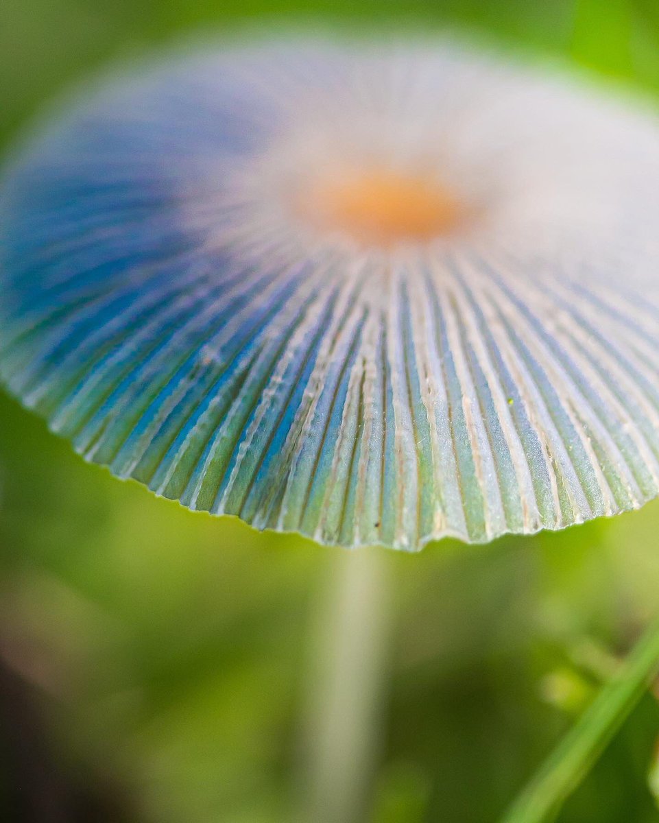 maisiefloo's tweet photo. “Japanese Umbrella” Fungi 💙☂️ Parasols plicatilis #macro #macrophotography #mycology #fungi #mushroom #autumn #photography #nature #NaturePhotography #Autumnwatch @BBCSpringwatch https://t.co/JSh04yJtXS
