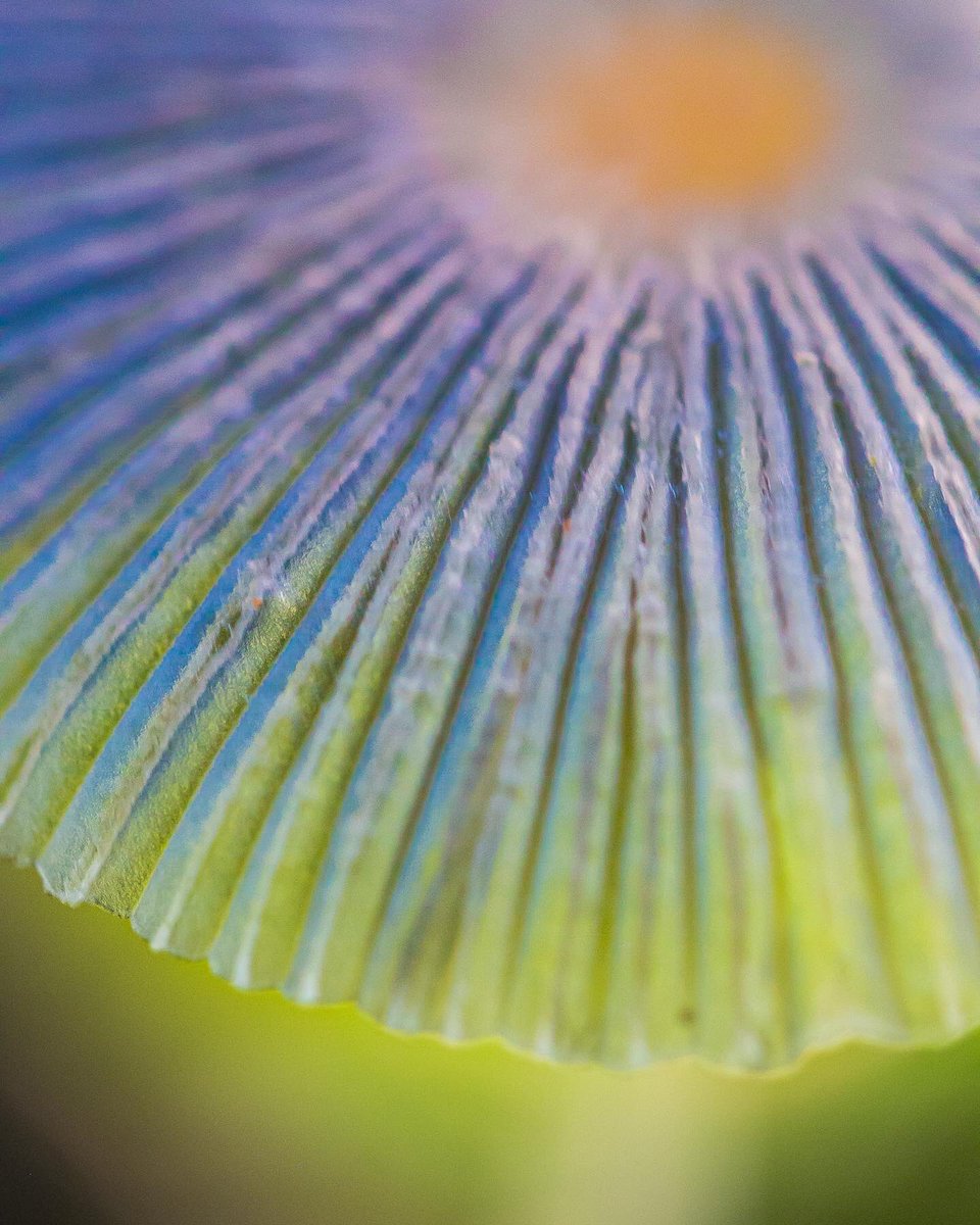 maisiefloo's tweet photo. “Japanese Umbrella” Fungi 💙☂️ Parasols plicatilis #macro #macrophotography #mycology #fungi #mushroom #autumn #photography #nature #NaturePhotography #Autumnwatch @BBCSpringwatch https://t.co/JSh04yJtXS