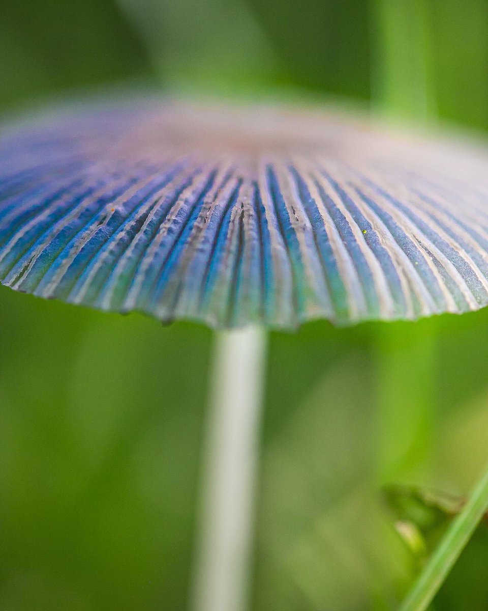 maisiefloo's tweet photo. “Japanese Umbrella” Fungi 💙☂️ Parasols plicatilis #macro #macrophotography #mycology #fungi #mushroom #autumn #photography #nature #NaturePhotography #Autumnwatch @BBCSpringwatch https://t.co/JSh04yJtXS