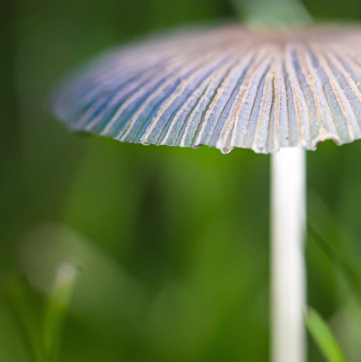 maisiefloo's tweet photo. “Japanese Umbrella” Fungi 💙☂️ Parasols plicatilis #macro #macrophotography #mycology #fungi #mushroom #autumn #photography #nature #NaturePhotography #Autumnwatch @BBCSpringwatch https://t.co/JSh04yJtXS