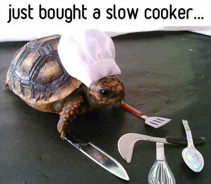 TAGforTurtles's tweet photo. It’s Wednesday my dudes! Here’s a high quality #turtlepun for your feed. RT if you love turtle puns and tag some in the comments to share the love! #Turtles #Turtle🐢 #turtlelove #turtlepower #TooManyTurtles #TurtleTweets #ShareaturtleSaveaturtle #savetheturtles #weloveturtles https://t.co/PNdkuWSn9c
