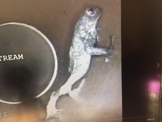 MetroRodGlasgow's tweet photo. The things we find in drains....isn't he cute? https://t.co/00FZdKUs6K