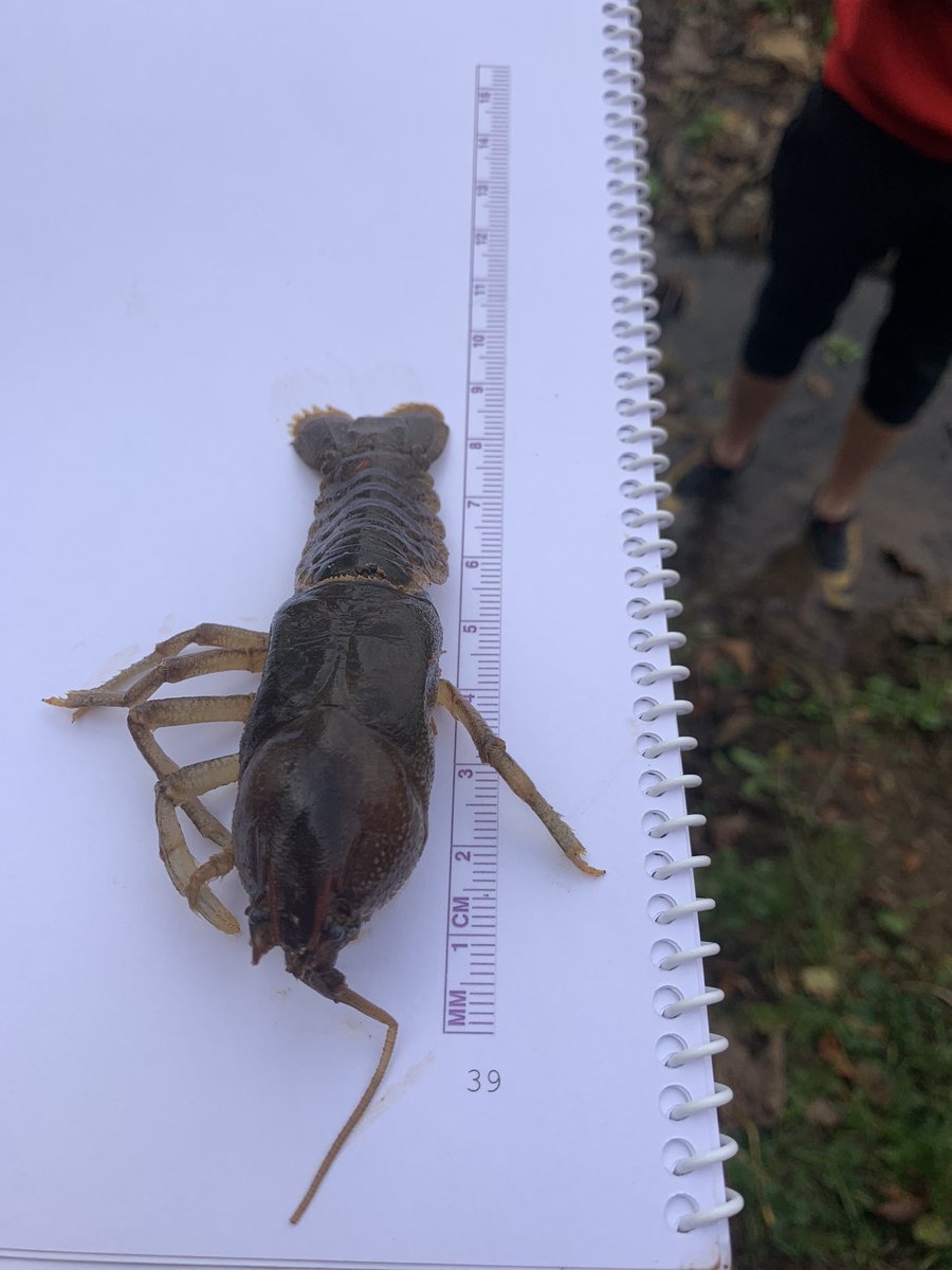walter_crawford's tweet photo. @MMCBiology #Ecology #Extra #Crayfish #EcologyLab Having a great time with our scientific research and paper https://t.co/4njhOdDqYa