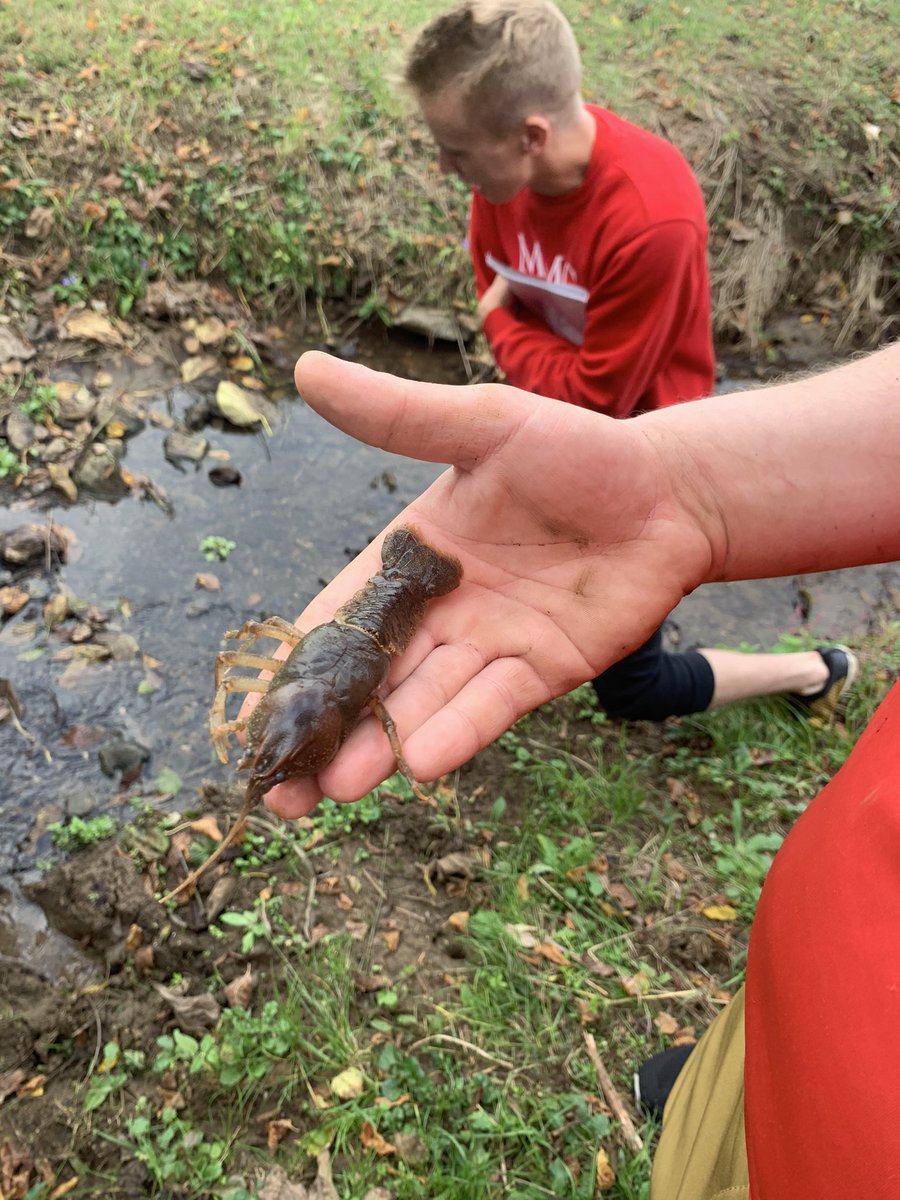 walter_crawford's tweet photo. @MMCBiology #Ecology #Extra #Crayfish #EcologyLab Having a great time with our scientific research and paper https://t.co/4njhOdDqYa