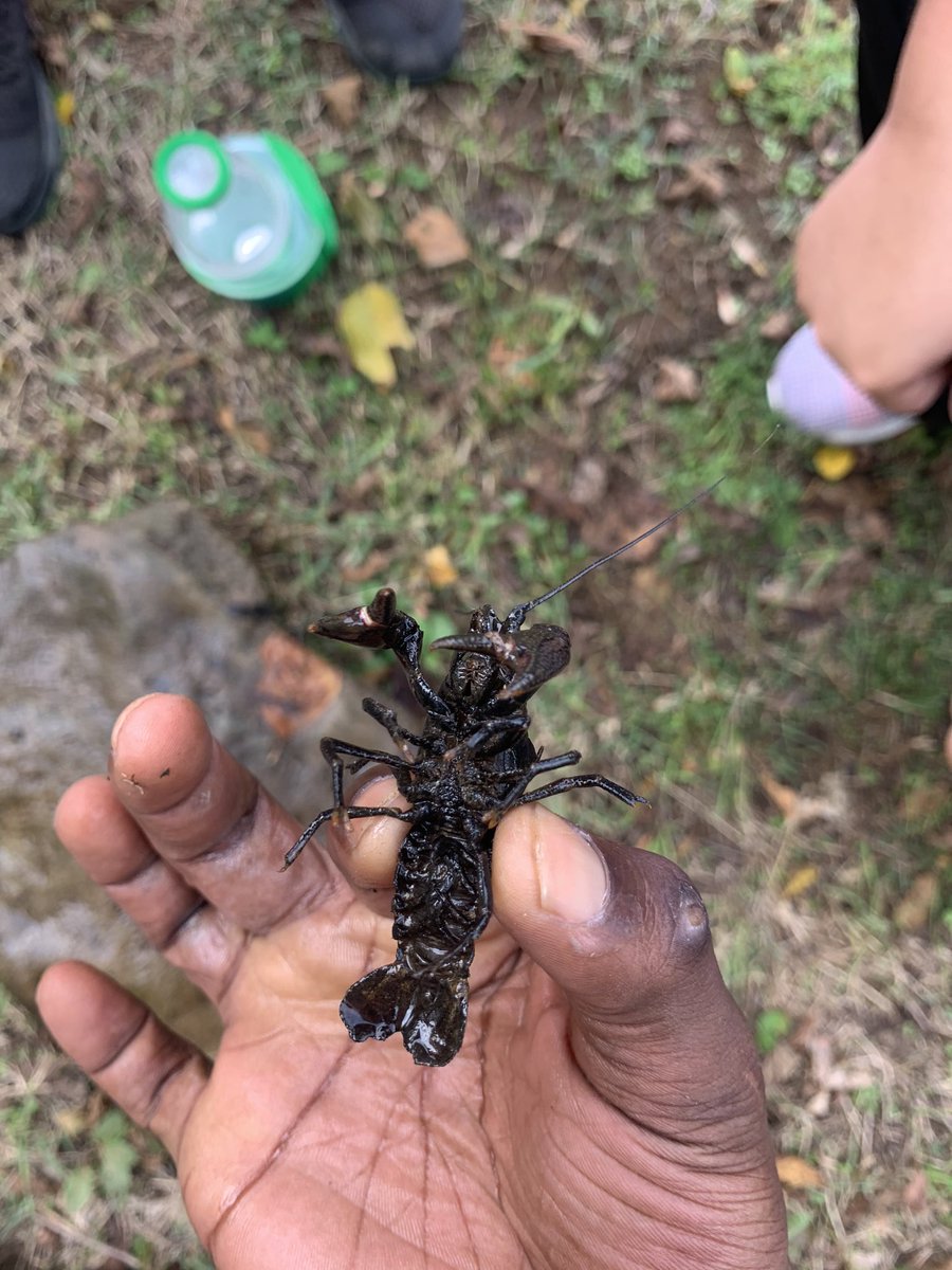 walter_crawford's tweet photo. @MMCBiology #Ecology #Extra #Crayfish #EcologyLab Having a great time with our scientific research and paper https://t.co/4njhOdDqYa
