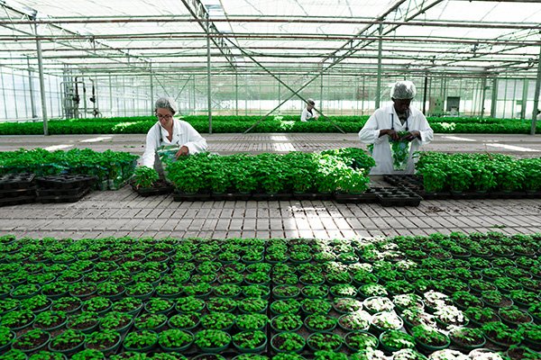 Congrès mondial de l’horticulture IHC 2022 : Scientifiques, arboriculteurs, maraîchers, horticulteurs... Leurs témoignages ne laissent aucune place au doute: #Angers demeure, avec son territoire, la capitale du #vegetal spécialisé. angersloiremetropole.fr/medias/62730-v…