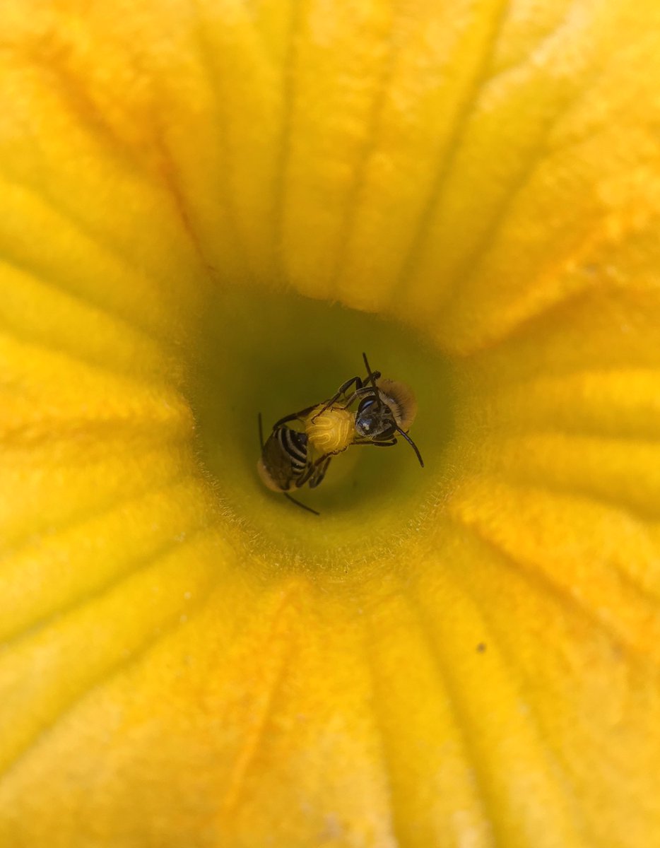 Pollinators's tweet photo. It’s almost #Halloween! Pumpkins, used for making spooky jack-o'-lanterns, are pollinated by specialized squash bees! These native and solitary #bees feed exclusively on the pollen and nectar produced by #pumpkins and other cucurbits!

Photo by Kathleen Law 🐝 https://t.co/uwZWGeIWVY