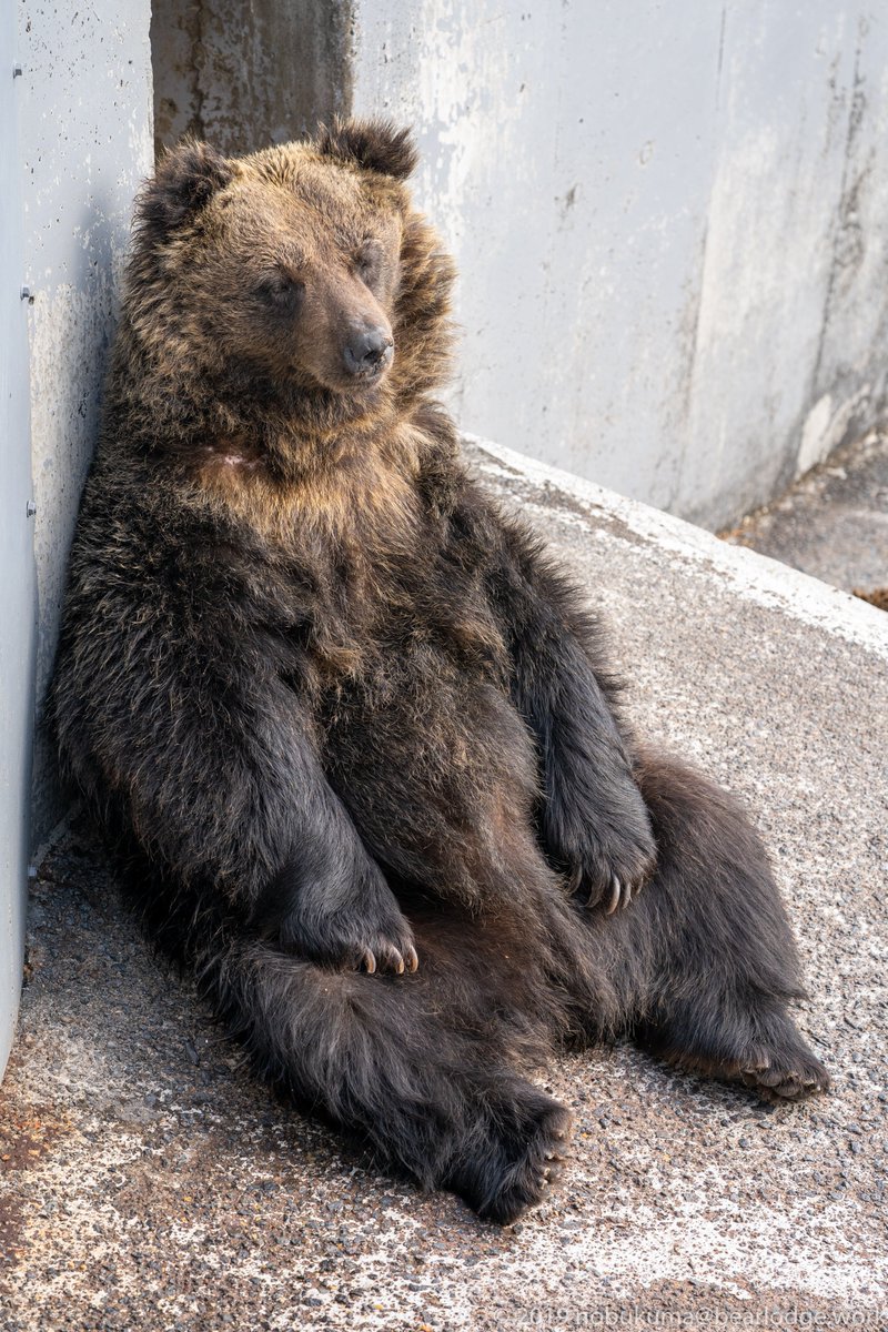 テディベア座りをしてた #ライサ ずっと眠そうにしてたのが印象的で