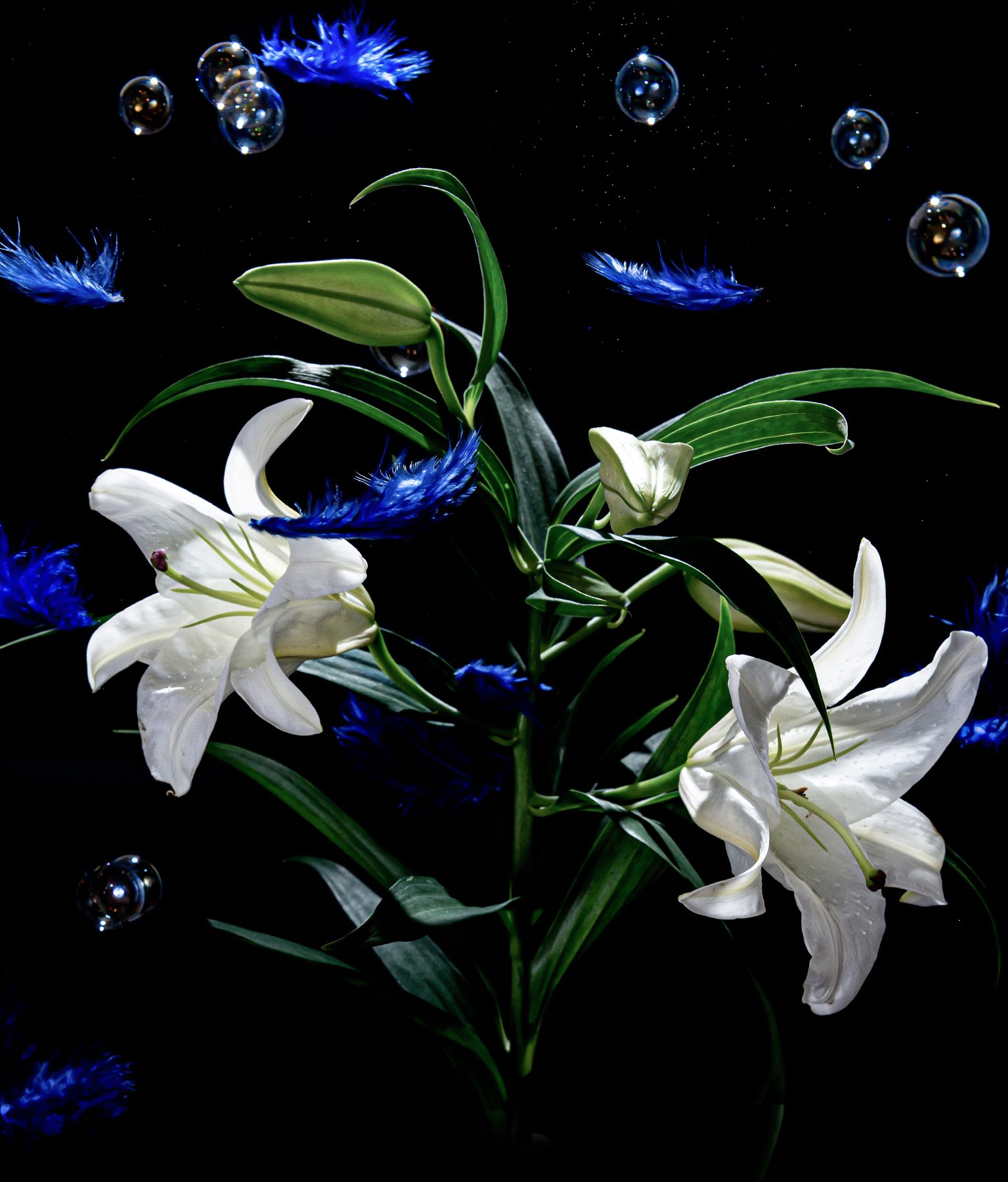 カドゥーヤ 瀕死の状態 今年の今日も カサブランカとシャボン玉 大好き T Co Vlifgvnsvp Twitter