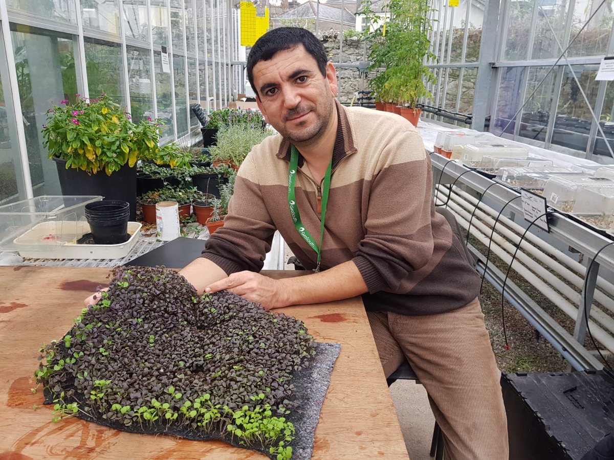 PlymAgriTech's tweet photo. Our Industrial Researchers show off some magnificent Microgreen grown in the Plant Factory!  Click the link:
https://t.co/b92XIiUcV4 https://t.co/KuD43JUCqh