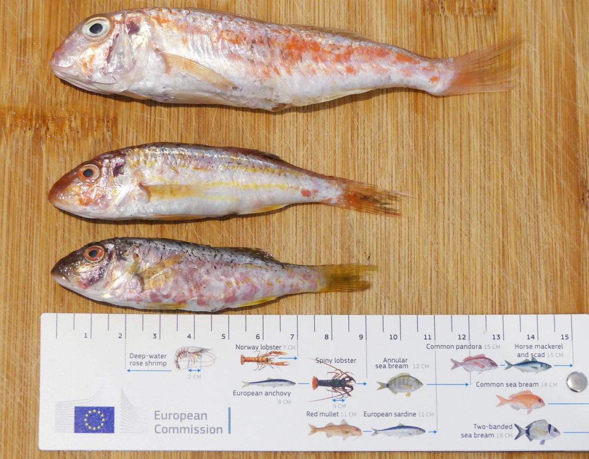 OceanaEurope's tweet photo. In 2019 @OceanaEurope observed multiple landings and the selling of #undersized fish in several #Mediterranean harbours. @UN_FAO_GFCM must adopt #MinimunLandingSize for all managed species to prevent tons of fish being thrown overboard #Discards #FishSizeMatters #MedFish4Ever https://t.co/VcEn8T3F3r