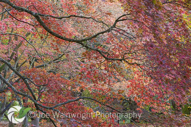 An explosion of autumn colour in the exceptionally tranquil setting of Bodnant Garden, North #Wales, photographed at dawn this morning.
@BodnantGardenNT <a href="/GoNorthWales/">Go North Wales 🏴󠁧󠁢󠁷󠁬󠁳󠁿</a> <a href="/TEGmagazine/">The English Garden</a> #autumn