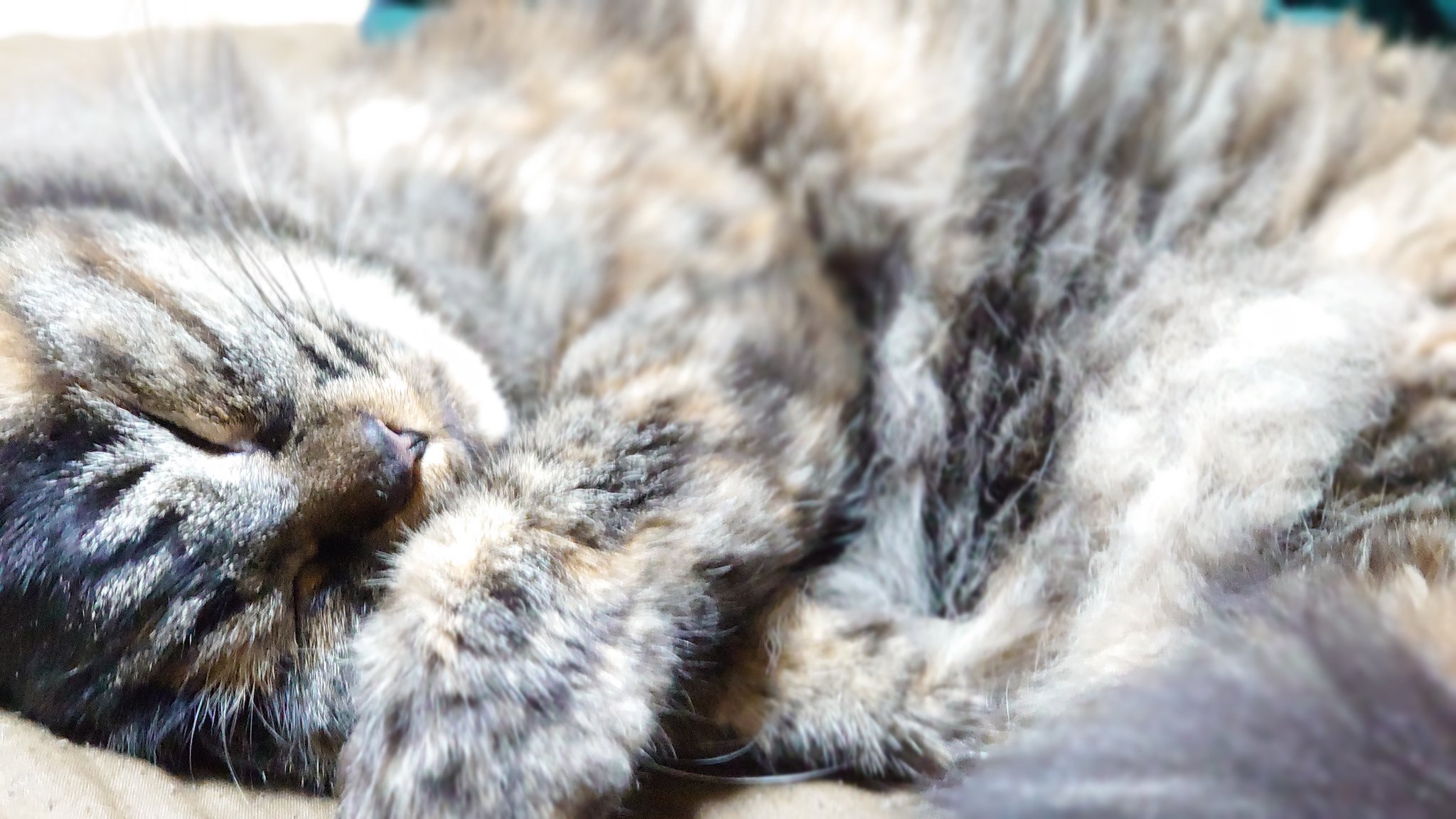 a1857🐈️.bintroll on X: a1857🐈️.bintroll on X: