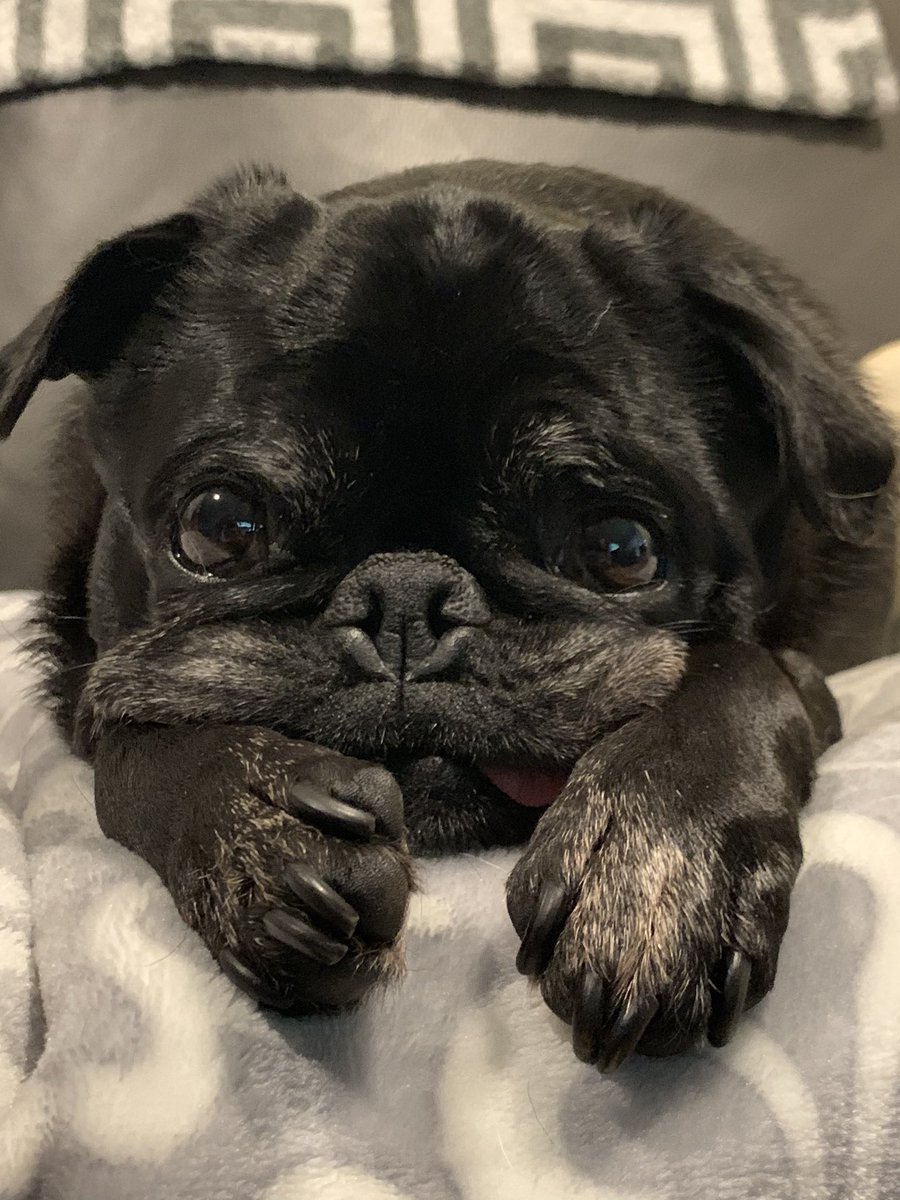 EdiethePug's tweet image. Midweek pug slump 
#isittheweekendyet