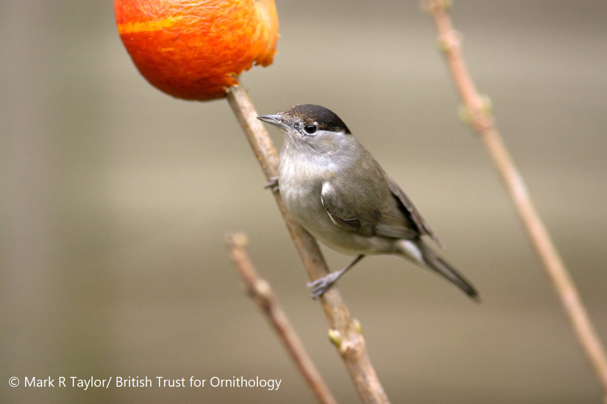 BTO Garden BirdWatch (@bto_gbw) on Twitter photo The research on Blackcap migration routes featured on #Autumnwatch was based on <a href="/BTO_GBW/">BTO Garden BirdWatch</a> counts and carried out by <a href="/_KatePlummer/">Kate Plummer</a>. This is the first time that garden bird feeding has been shown to affect large-scale bird distributions!
bto.org/our-science/puโฆ
<a href="/BBCSpringwatch/">BBC Springwatch</a> <a href="/_BTO/">BTO</a> The research on Blackcap migration routes featured on #Autumnwatch was based on <a href="/BTO_GBW/">BTO Garden BirdWatch</a> counts and carried out by <a href="/_KatePlummer/">Kate Plummer</a>. This is the first time that garden bird feeding has been shown to affect large-scale bird distributions!
bto.org/our-science/puโฆ
<a href="/BBCSpringwatch/">BBC Springwatch</a> <a href="/_BTO/">BTO</a>