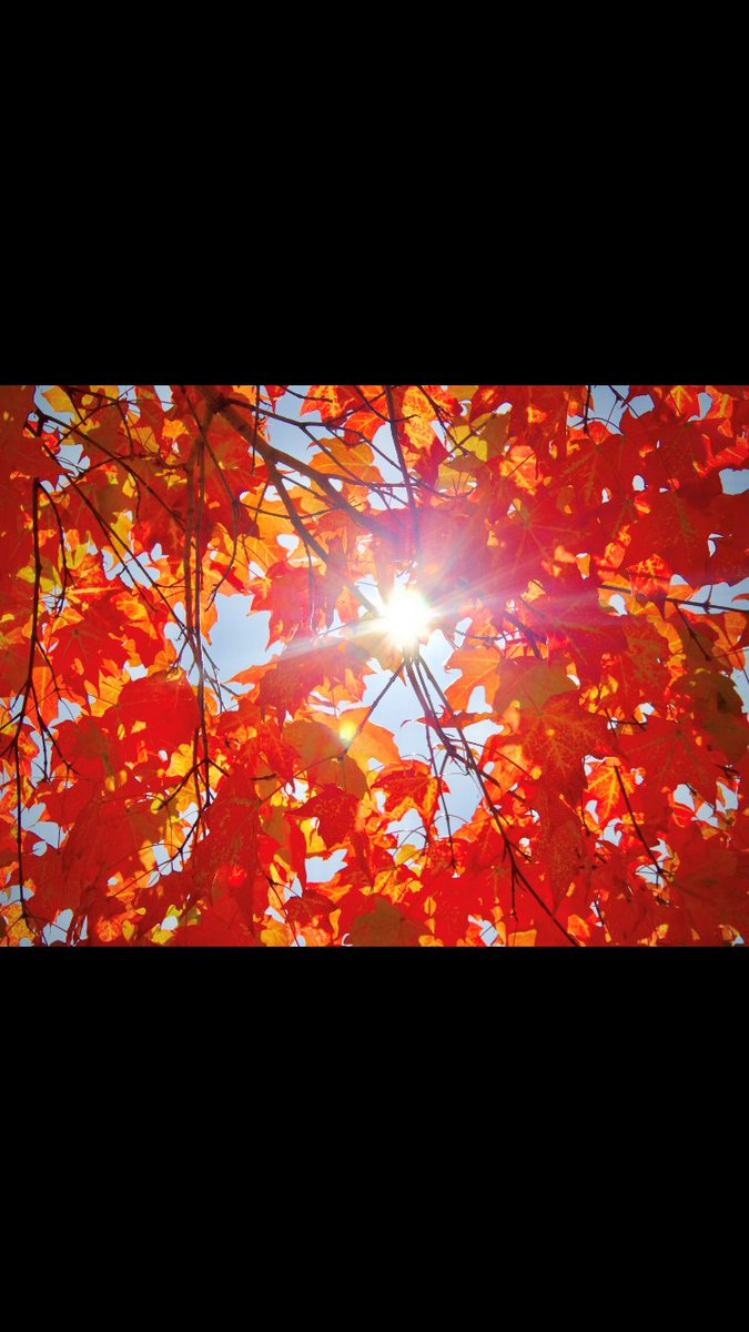 PEAKING THROUGH – The beauty of the #Fall season in one photo. Sent by Norelyn Macalma-Early. #HamOnt