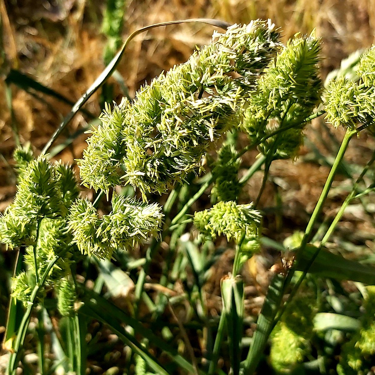 Rickard_Scott's tweet photo. Coincidentally I've started shooting photos of the grasses so I can monitor what's around our neighbourhood  #CanberraPollen #Canberra #Spring #activelife https://t.co/a7GePr7nM7