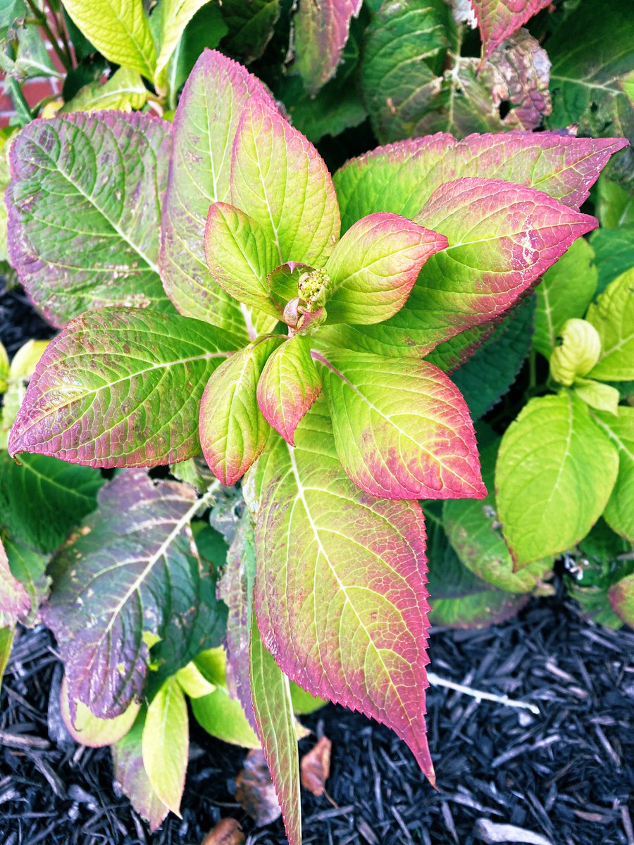Beautiful end of season explosion of color before the temps drop below freezing tonight. #Hydrangea