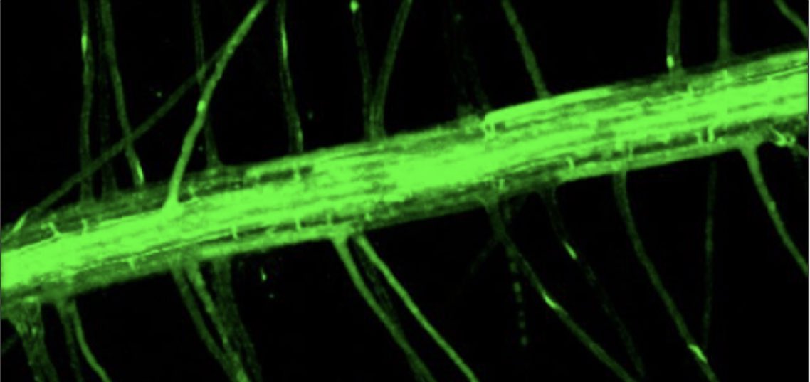 Planaria1's tweet photo. José Estevez @fundacionleloir continues plant session discussing extra- and intracellular regulators controlling growth of single cells in Arabidopsis roots, particularly root hair cells.
@LASDB_DevBiol @___SDB___
#LASDB19 https://t.co/SjxeOFuPxK