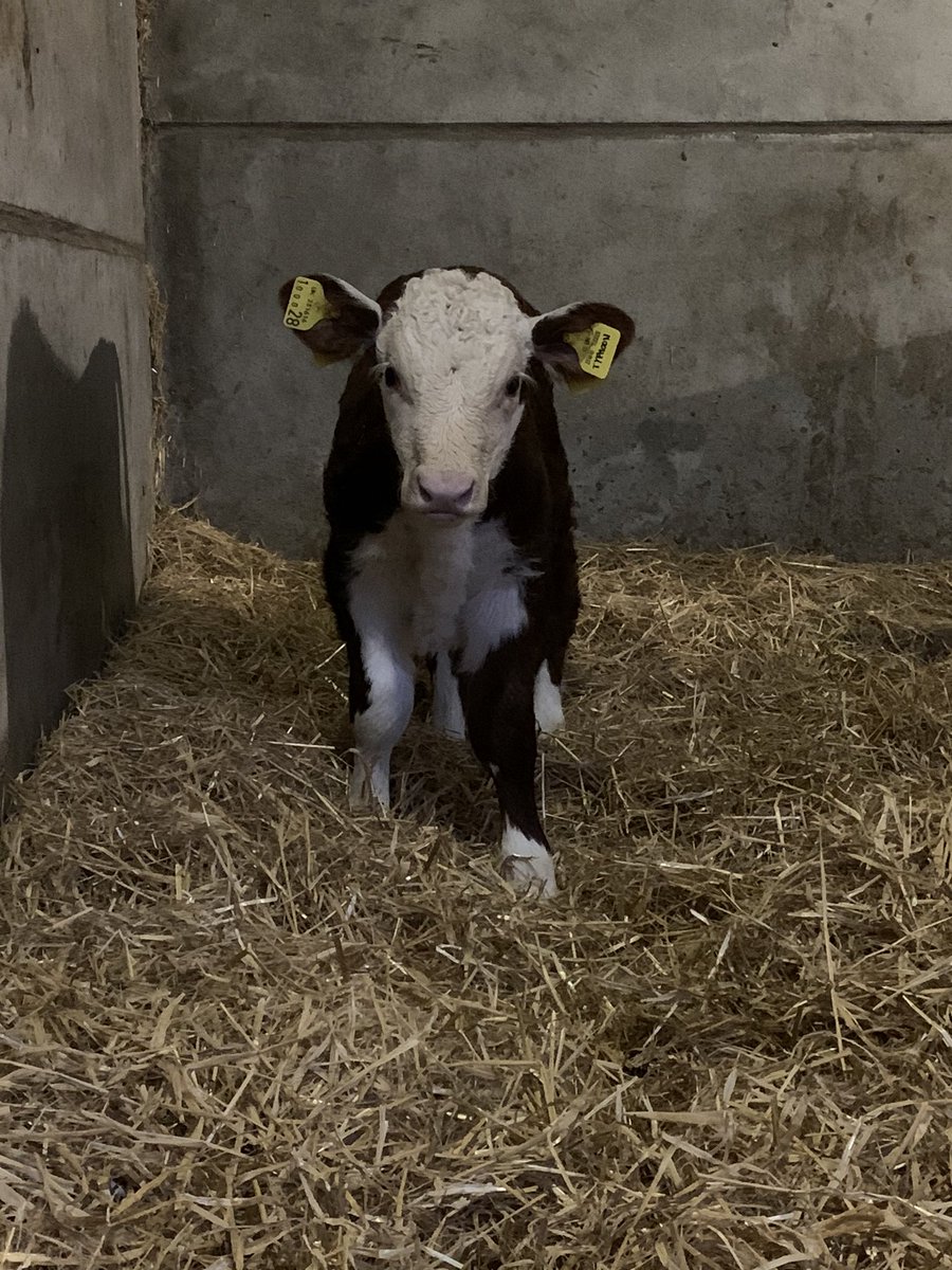 Autumn Calving finished this morning with a lovely heifer calf. Really pleased with how it’s gone 7 calves (2 heifers and 5 bulls) in 19 days! #herefords #farminguk