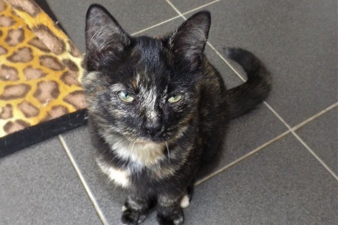 On Decouvre Que Le Chat Mis Au Refuge Est L Un Des Felins Les Plus Rares Au Monde