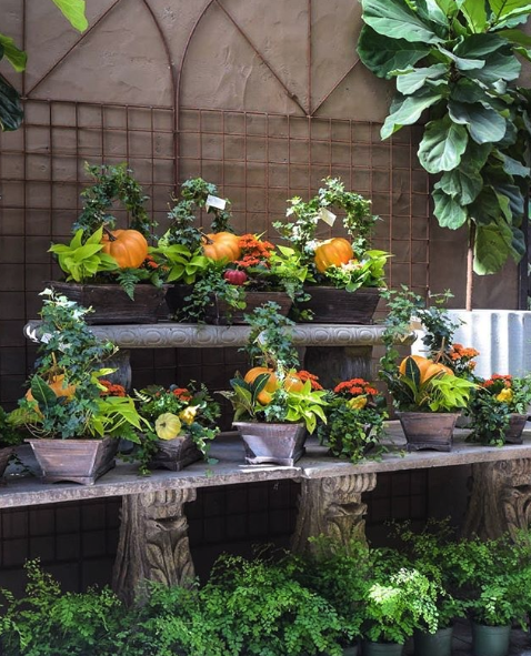 The fall entertaining season is definitely here. Our selection of planted arrangements make easy, beautiful hostess gifts or a pleasant surprise as a delivery to someone special.⁠⠀

Shop them: shop.rogersgardens.com/collections/in…