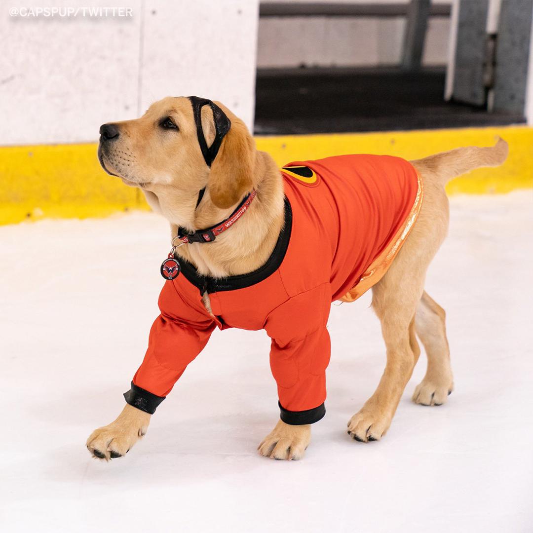 Shut it down. The <a href="/Capitals/">Washington Capitals</a>' puppy just won Halloween 🎃

(via <a href="/CapsPup/">Biscuit</a>)
