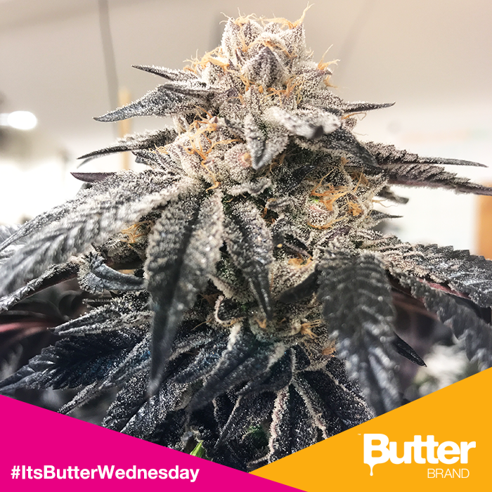 Butterbrand's tweet photo. Hello gorgeous 🌿
#ItsButterWednesday https://t.co/rnJwBRSYT4