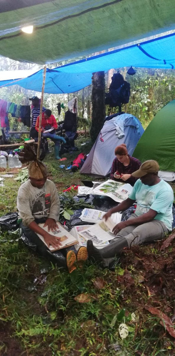 Pressing specimens at high altitude mountain forest in São Tomé.