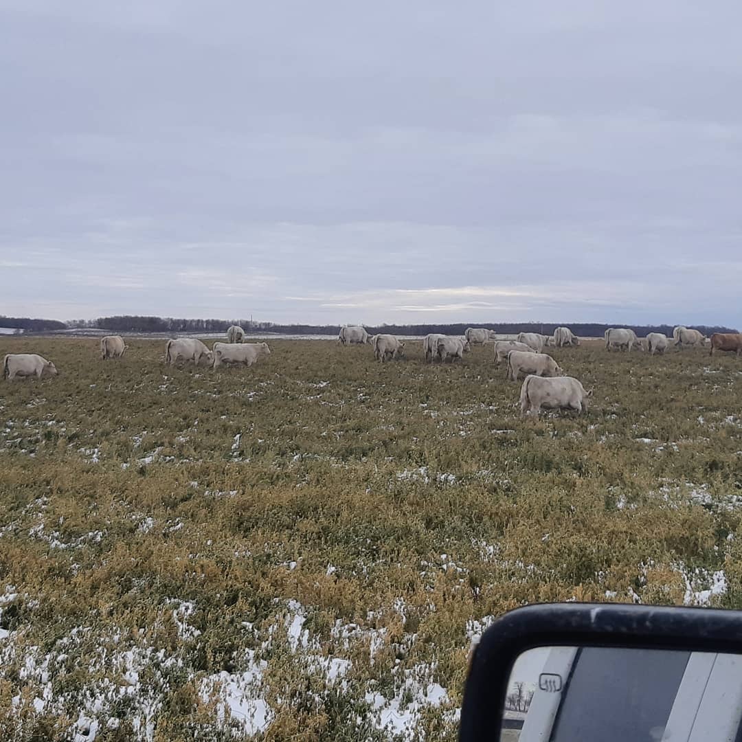 mctavish_jared's tweet photo. Girls were moved out onto some stockpile grass today. They should be happy for awhile out here. Hopefully they won't need feed hauled out for another month. #mctavishfarms #charolais https://t.co/dOApNkZcCm