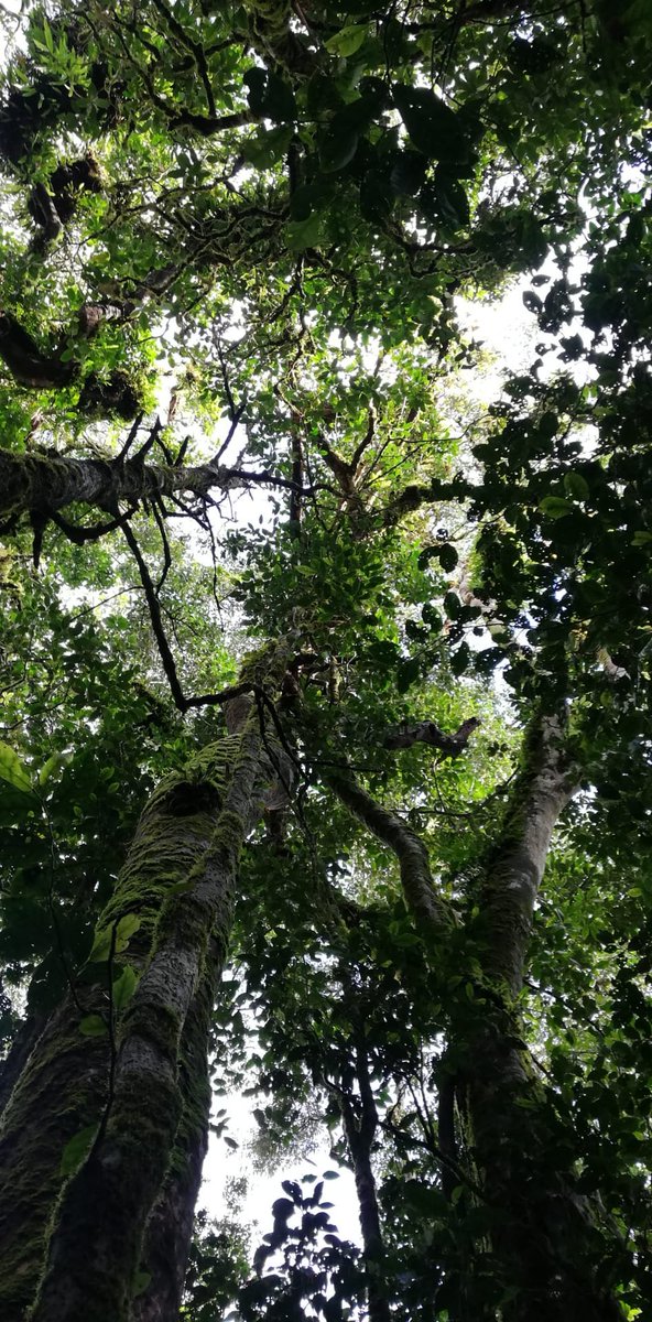 A very nice view on the mountain forest in Estacion Souza at around 1500 metres.