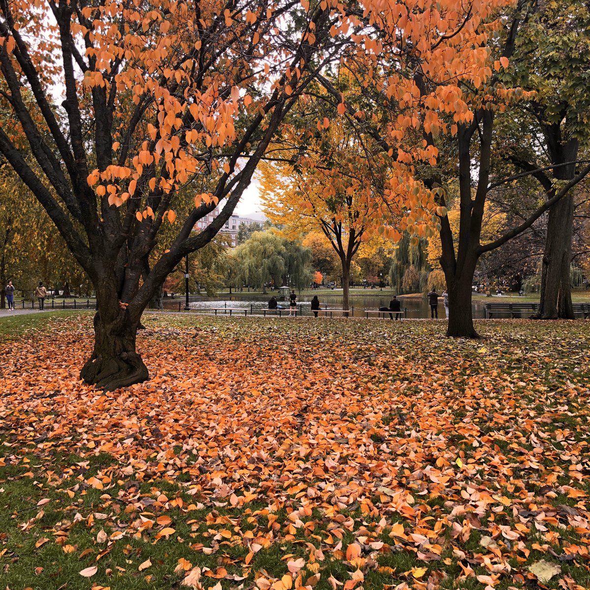 красивые деревья в городе. красивые фото природы. картины из сыра осень. природа россии фото высокого качества. осенний листопад.