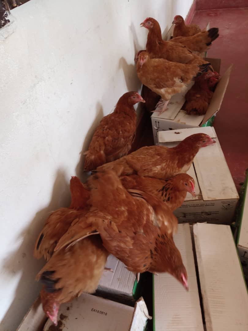 MATYAZO Sector Official tweet media