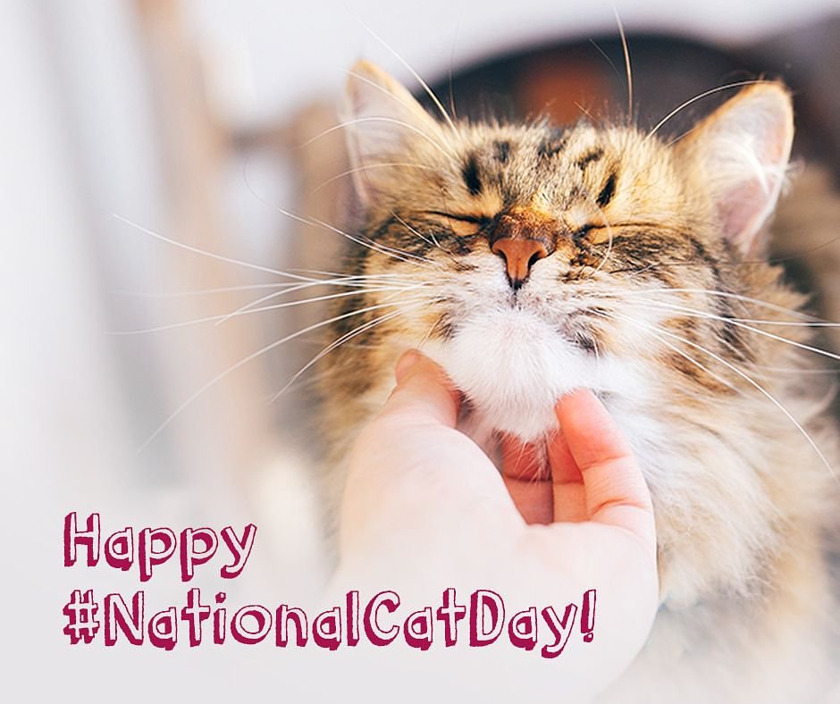 To all the #Cats & #CatParents yesterday was #NationalCatDay & we want to wish you the same 🐈🐱  With ❤️ from #BosleysOakBay
#catsofoakbay #catsofvictoria #catsofbc #catsruledogsdrool #catsofvictoriabc #catsoftheuniverse #catsofinstagram #catsoffacebook #catsoftwitter #adoptacat