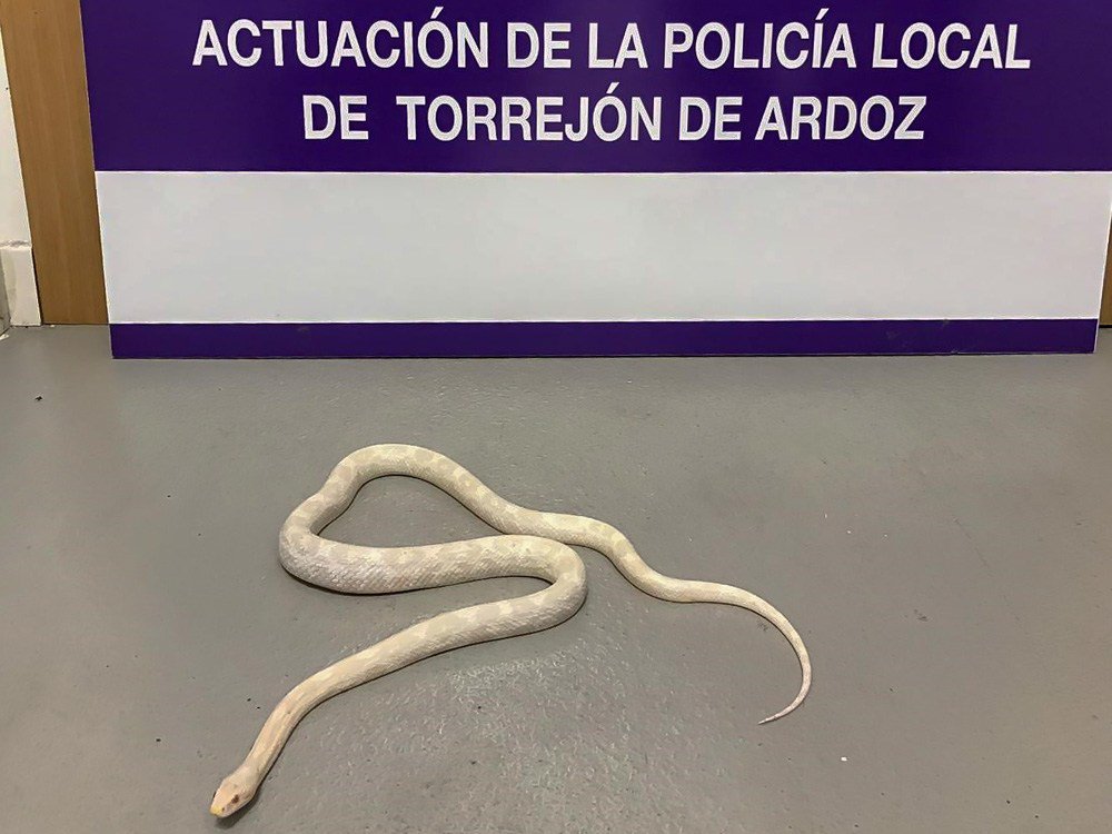 Foto cedida por Ayuntamiento de Torrejón