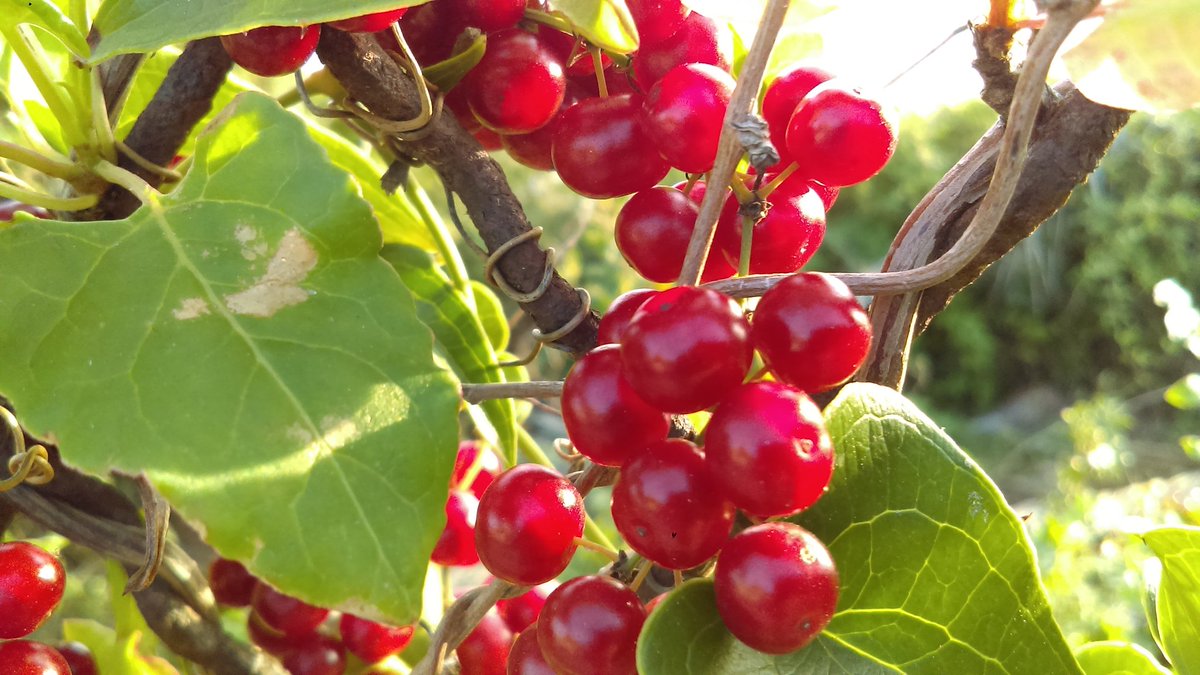 Quiz forestier : à qui sont ces jolis fruits ?
<a href="/ronezjim/">jim ronez</a> <a href="/julien_loche/">Julien Loche</a> <a href="/AudePocchiola/">🦸🏻‍♀️ Aude Pocchiola 👩🏻‍🌾👩🏻‍🏫🇮🇹</a> @Minuitmoins2 <a href="/murielherbo/">Muriel Durand</a> @627MFBB <a href="/PaolaCsermak/">Paola de Rohan-Csermak</a> <a href="/ericchapelle2/">Eric Chapelle 🔭</a> <a href="/BauvalMichel/">Bauval</a> <a href="/Nicolasgerard31/">Nicol'arbre 🆘🌳🌲🚲 #StopAsianHate</a> @christo4085 <a href="/PHB92/">Philippe Brissaud</a> <a href="/_Perseides_/">Nuit Étoilée ⏚</a> @_Hysope_ <a href="/franck77120/">Franck Bracquemart</a> @jlucchini95 <a href="/CpiePays/">CPIE Sud Champagne</a> <a href="/dumas_jf/">Dumas Jean-François</a>