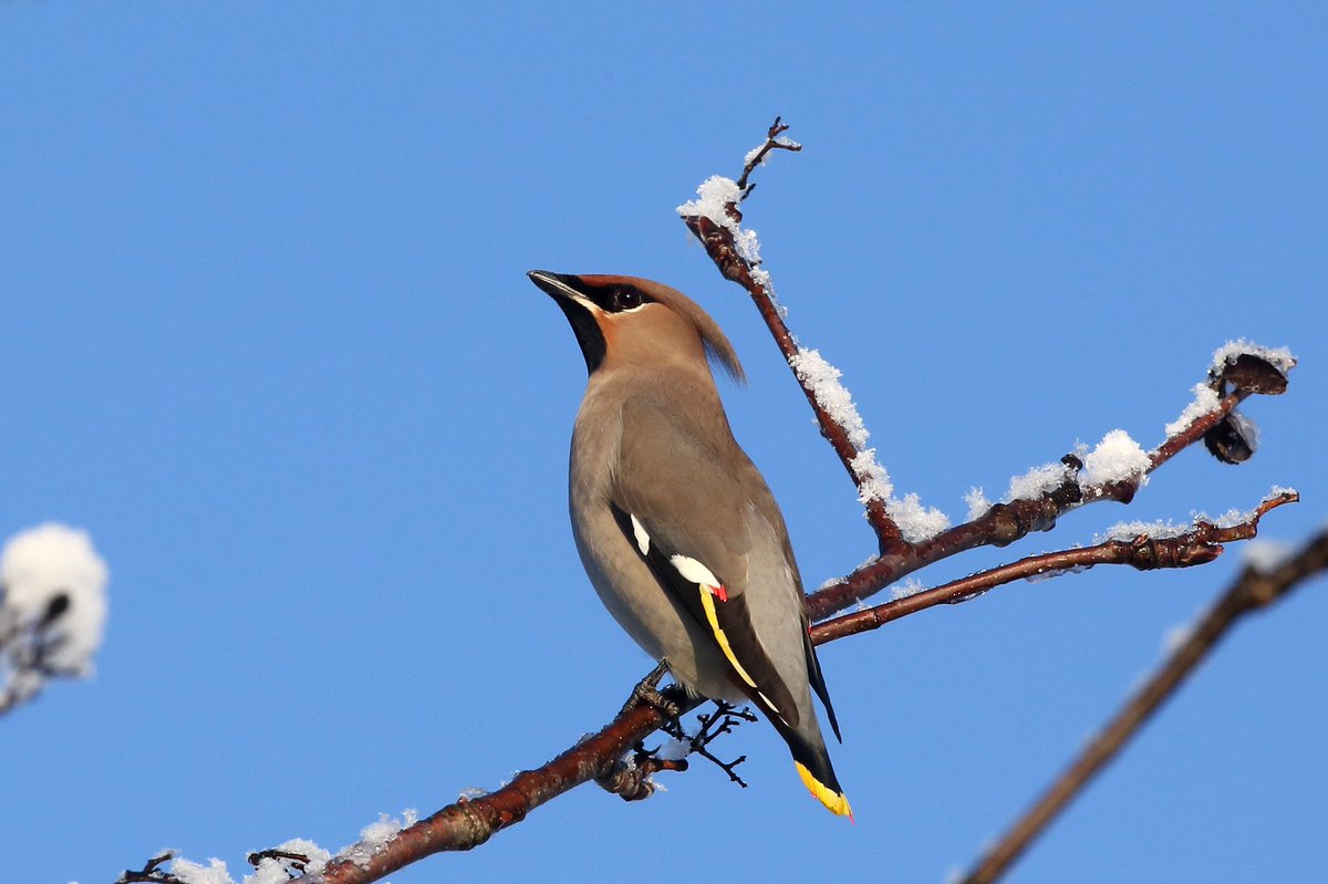 Šodiena iesākās ar baltu sniegu un ar skaistāko ziemotāju zīdastu barošanos pagalmā. Visa diena labā noskaņojumā. Waxwings in the yard today #waxwings #birds #birdsoftwitter