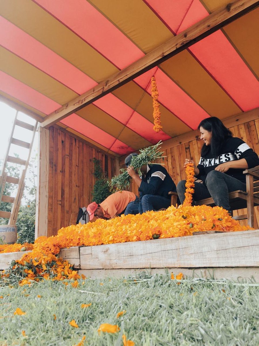 Nos estamos preparando para #DiaDeMuertos en el jardín.